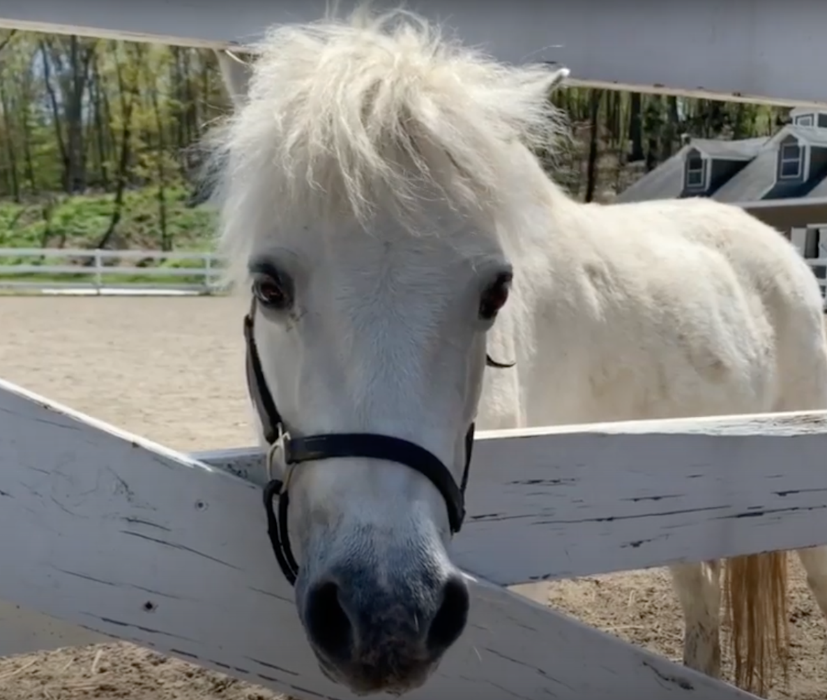 Equine Therapy at Biondi